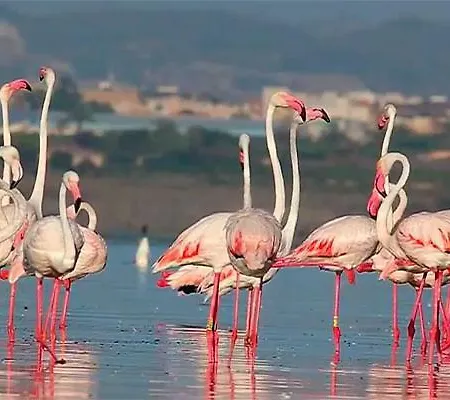 Torrevieja Apartment Apartment